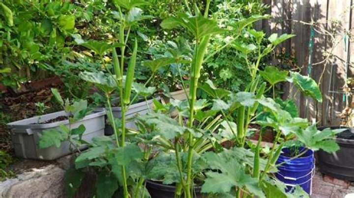 How tall do okra plants grow