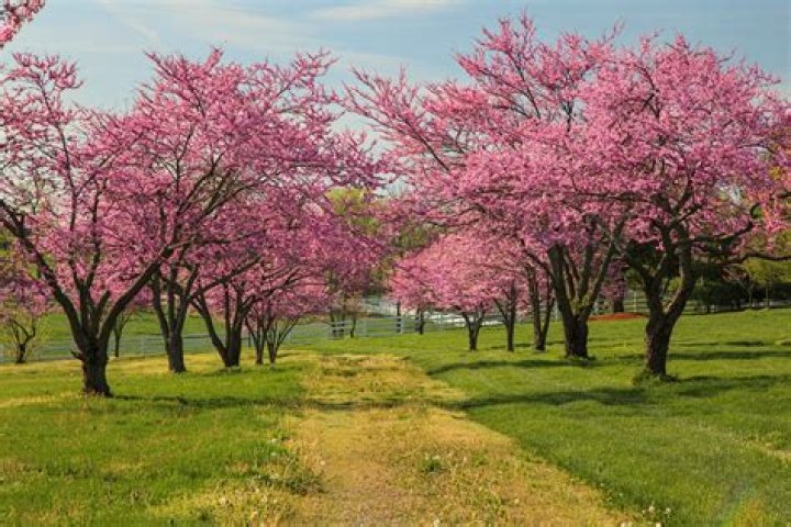 How tall do redbud trees grow?