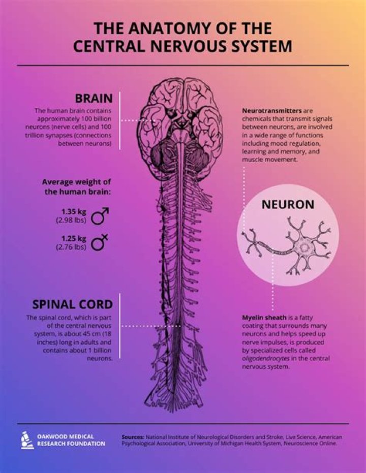 How the central nervous system works?