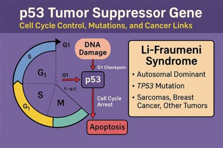 How the mutation of TP53 gene can lead to the formation of cancer cells?