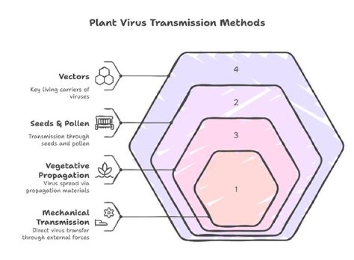 How Viruses can act as mechanical vectors and biological vectors