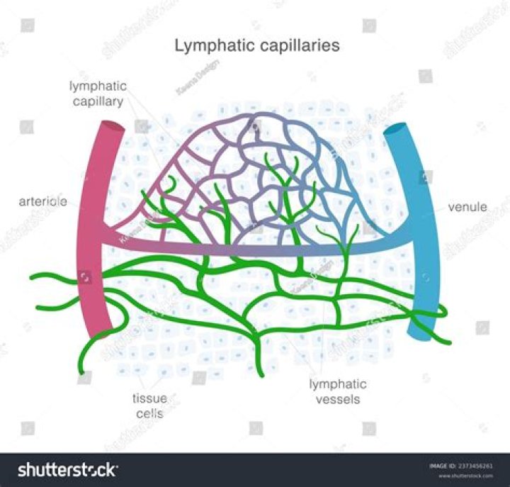How would the lymph that is leaving the Cisterna?
