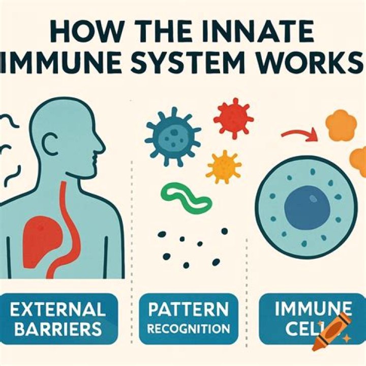 How your immune system works