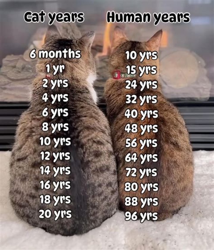 Is 7 old for a cat?