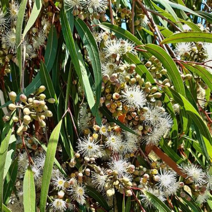 Is a lemon scented gum a eucalyptus?