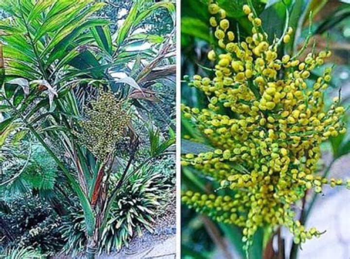 Is a parlor palm toxic to cats