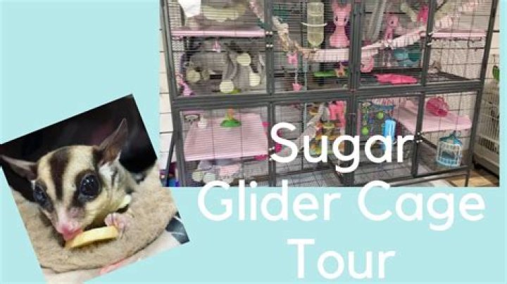 Is a sugar glider a good house pet?