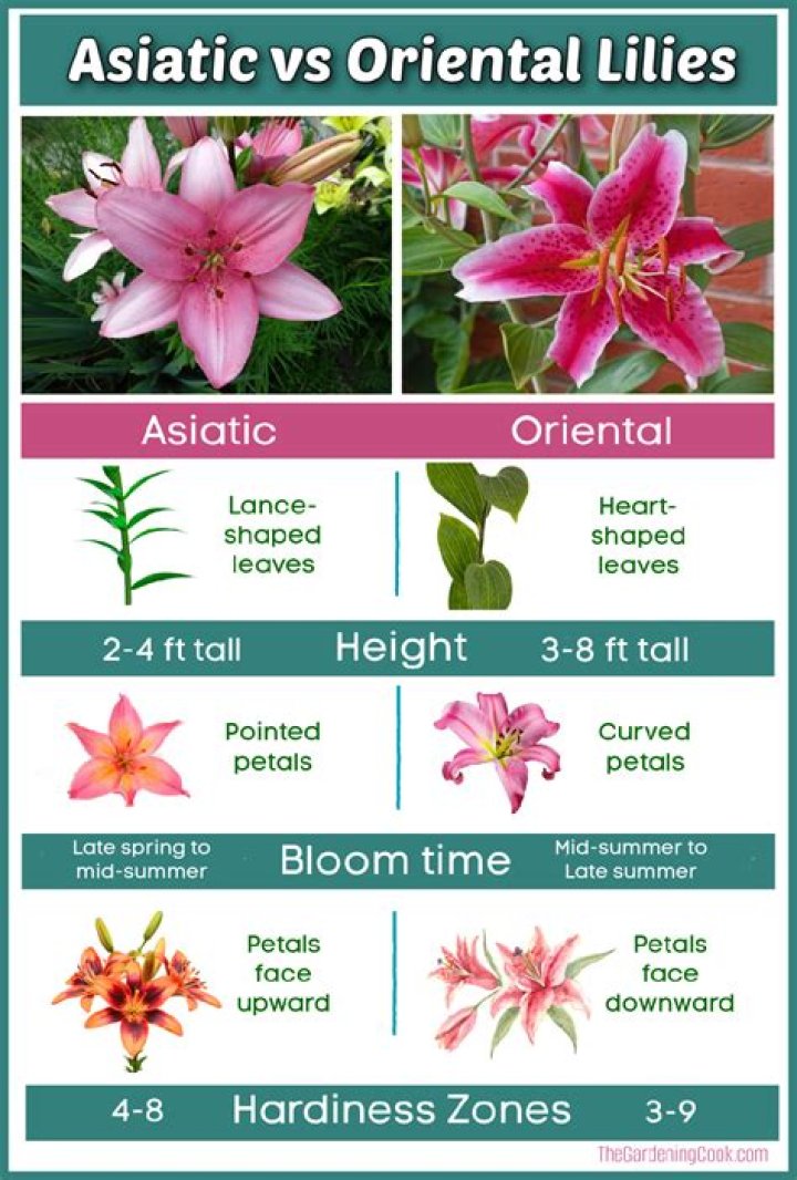 Is an Asiatic lily a daylily?
