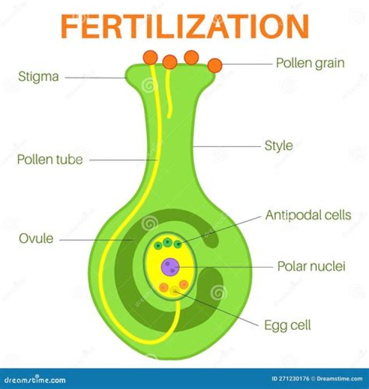 Is an ovule and egg?