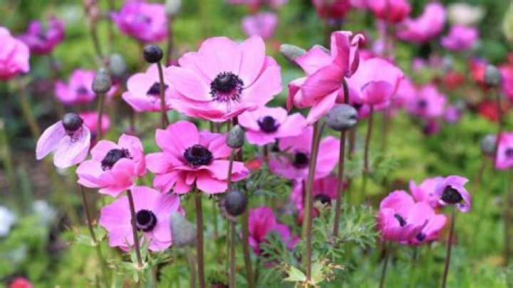 Is anemone a wildflower