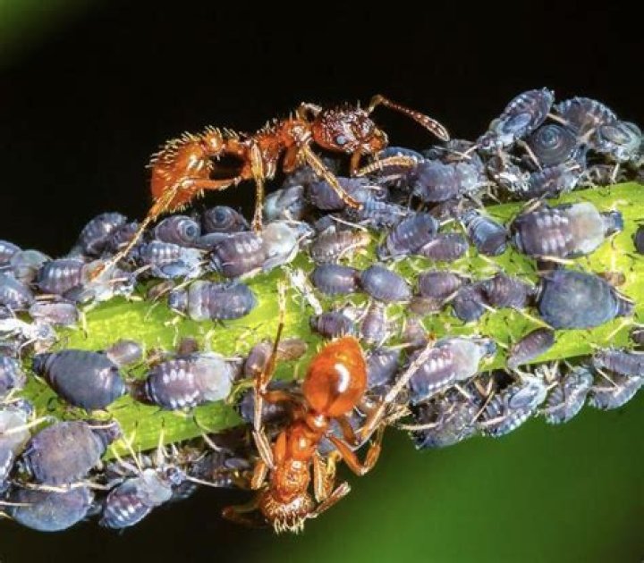 Is aphid honeydew edible