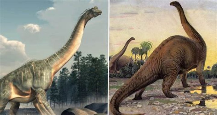 Is Barosaurus real?