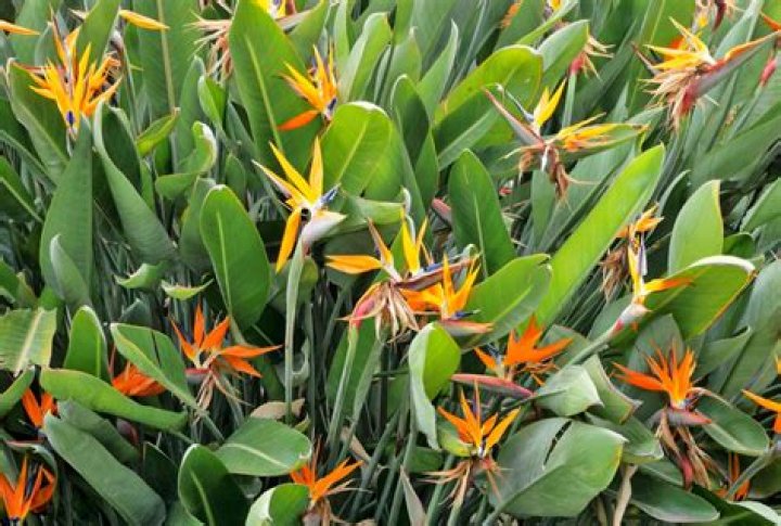 Is bird of paradise a shrub?