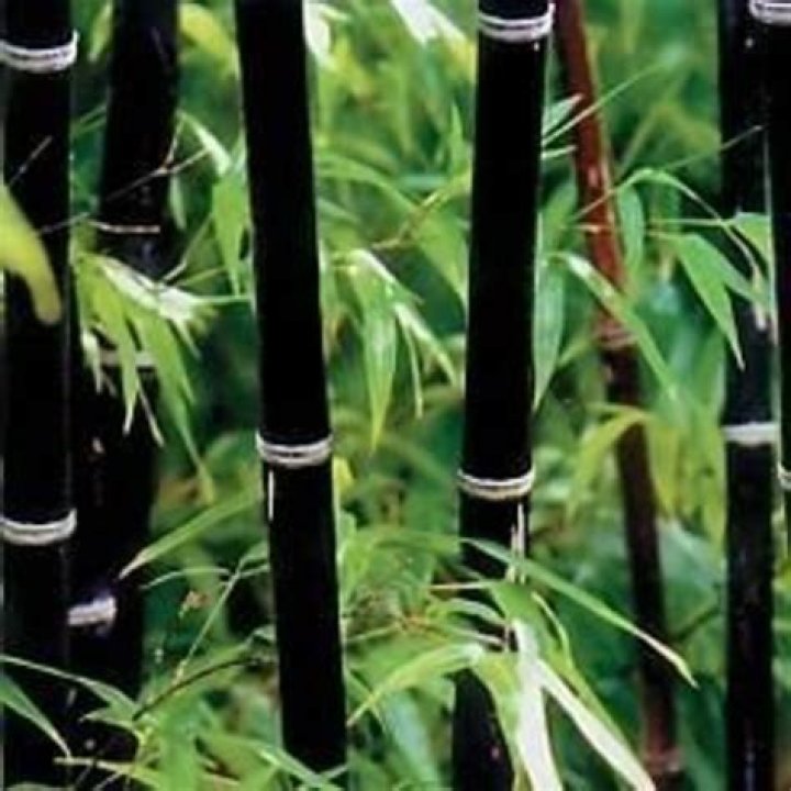 Is Black Bamboo real