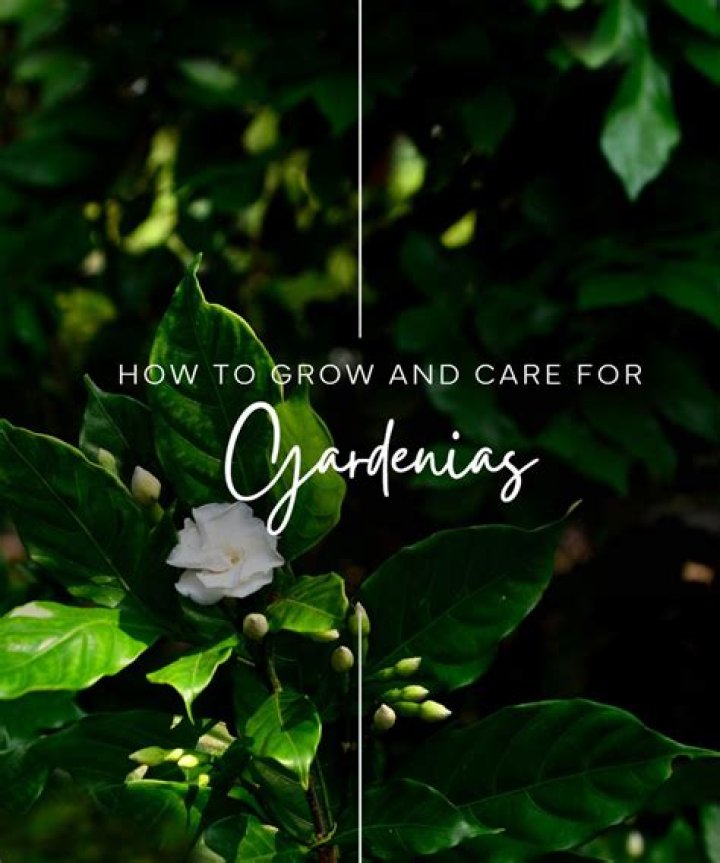 Is blood and bone good for gardenias