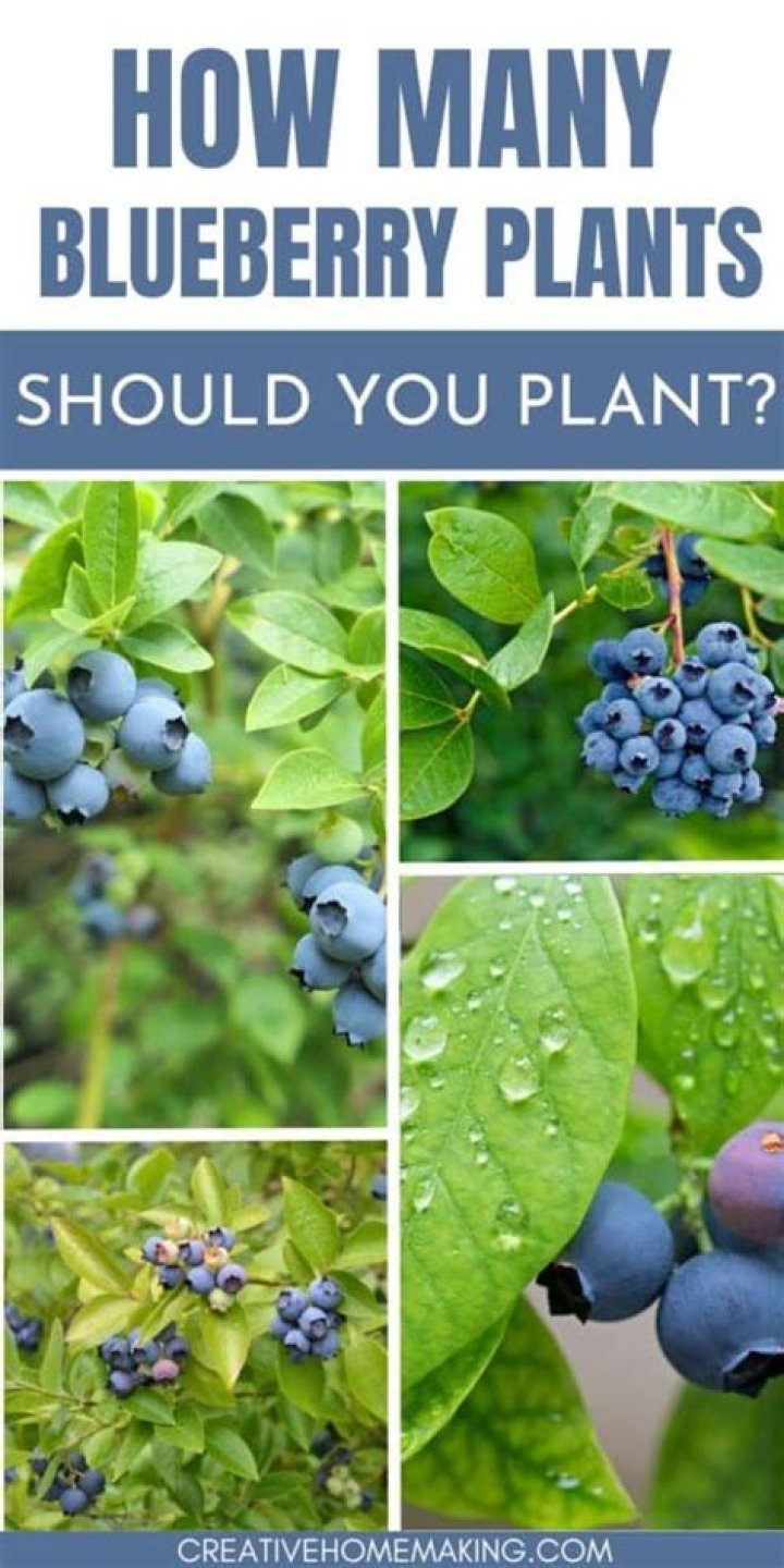 Is blood meal good for blueberry bushes