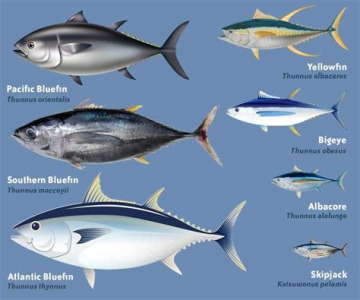 Is Bonito the same as tuna