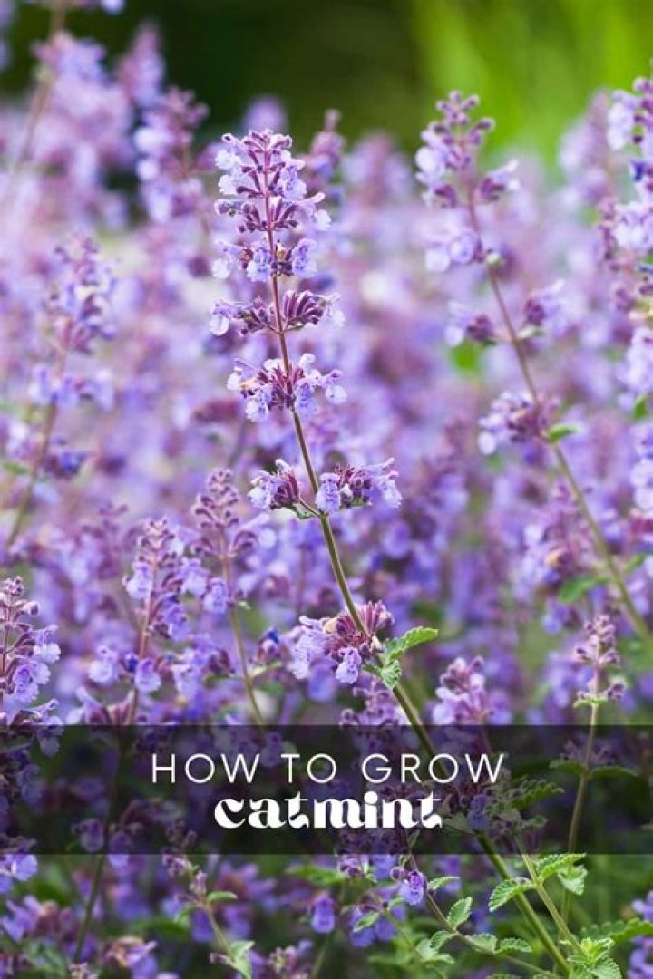 Is catmint easy to grow