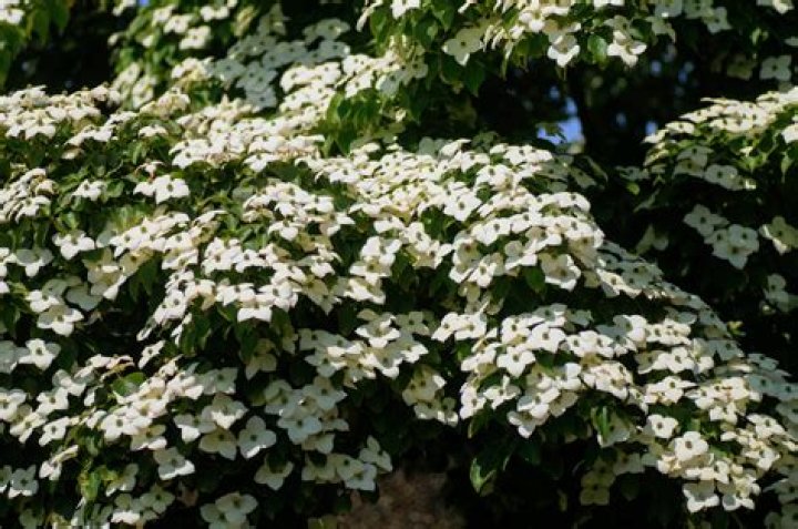 Is Cherokee princess dogwood disease resistant