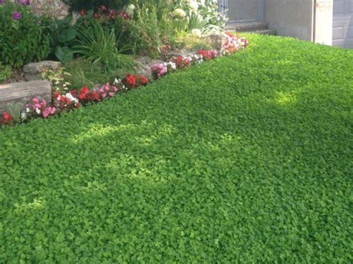 Is clover native to Texas?