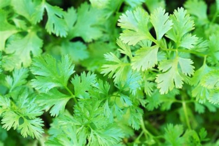 Is coriander a herb or a spice
