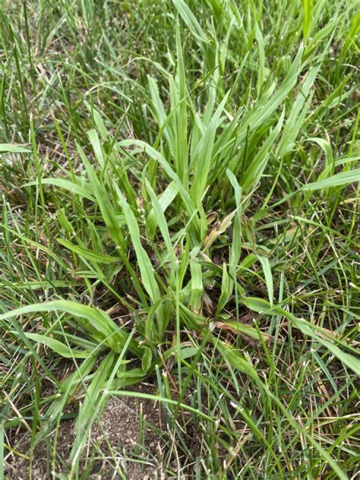 Is crabgrass and Dallisgrass the same
