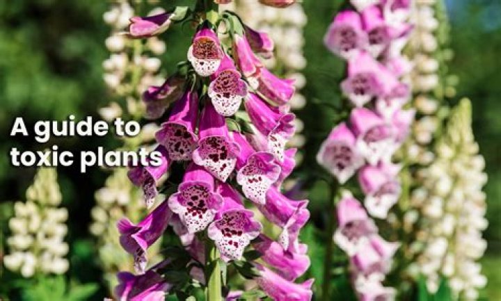 Is cyfluthrin toxic to humans