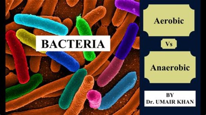 Is denitrifying bacteria aerobic or anaerobic?