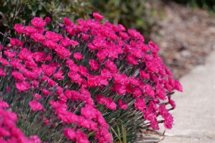 Is Dianthus Oscar a perennial