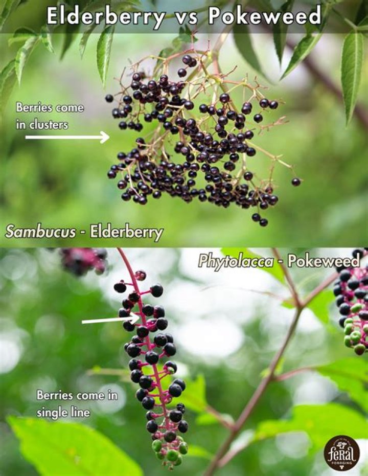 Is Elderberry same as elderflower?