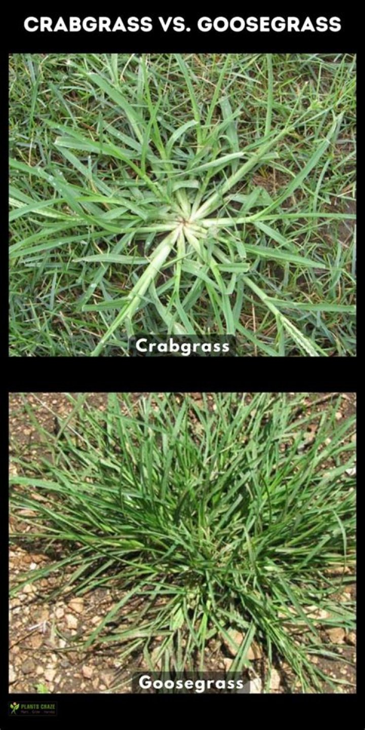 Is Goosegrass the same as crabgrass