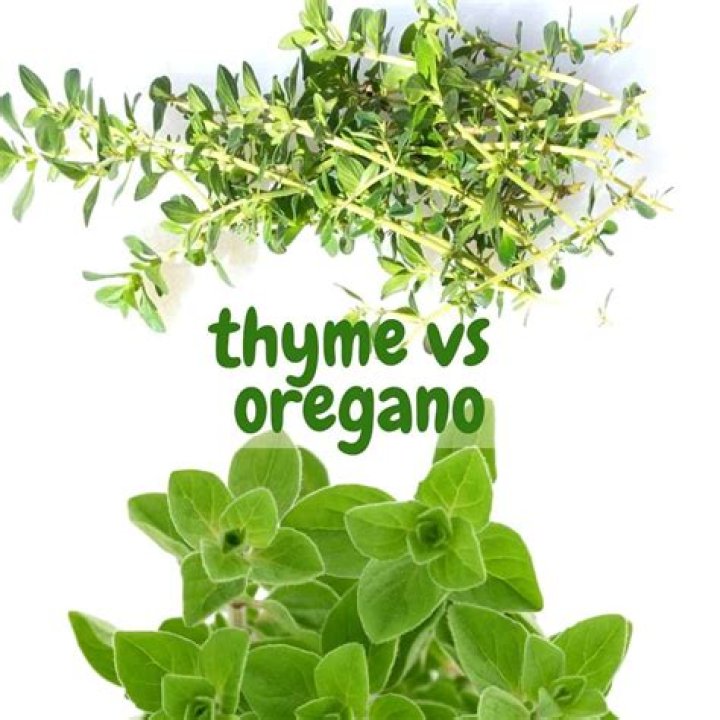 Is Greek oregano the same as oregano?