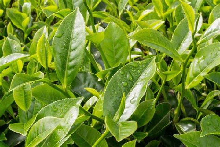 Is green tea leaves good for plants?