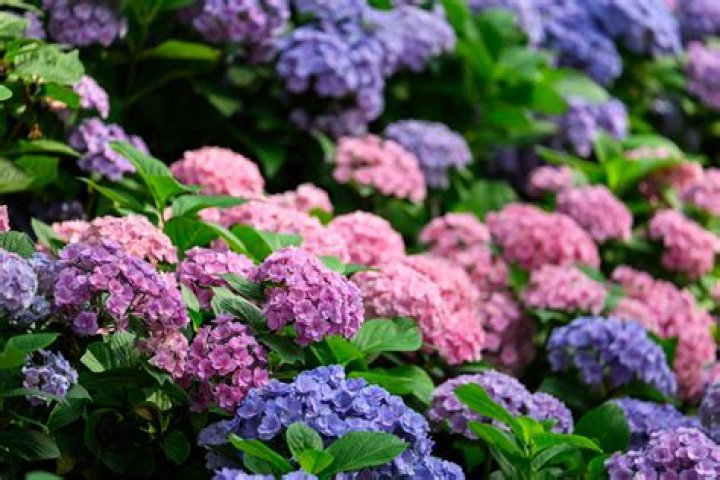 Is Hydrangea safe for dogs