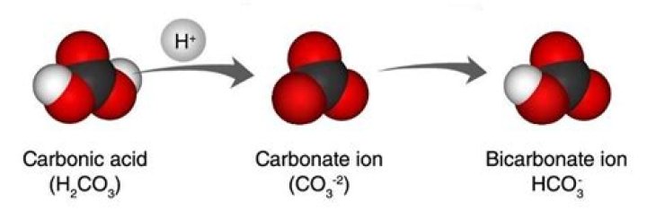 Is hydrogen carbonate ion acidic or basic?