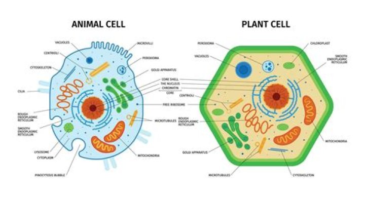Is it easier or harder to extract DNA from animal cells than from plant cells?