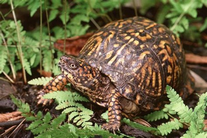 Is it illegal to have a box turtle in Indiana?