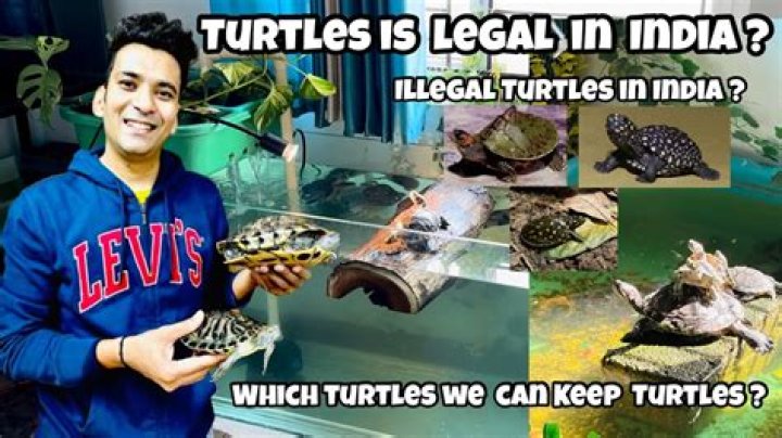 Is it legal to keep tortoise as pet in India?