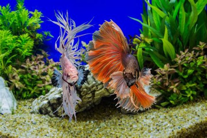 Is it OK to put two male betta fish together?