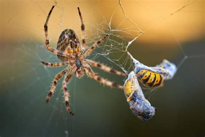 Is it safe to eat a spider?