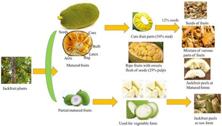 Is jackfruit high in fiber?