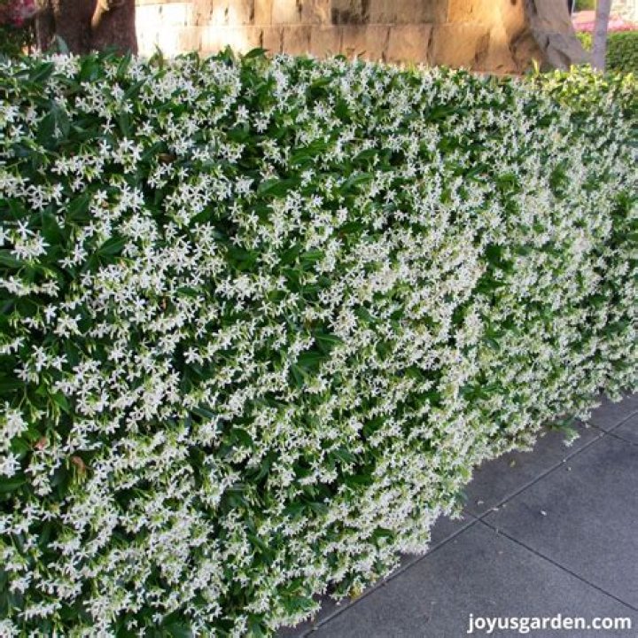 Is Jasmine a climbing plant