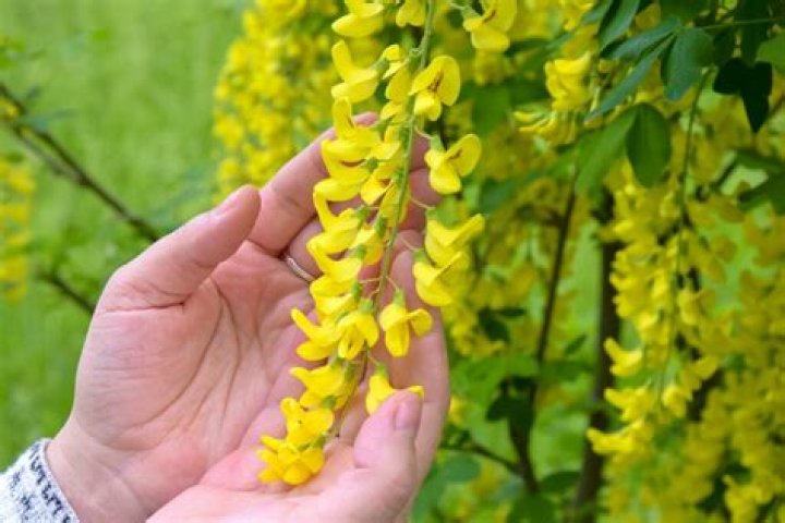 Is Laburnum poisonous to humans