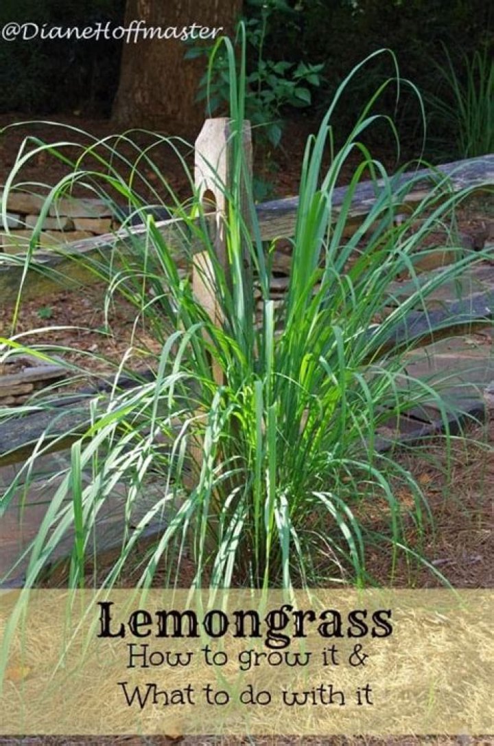 Is Lemongrass hard to grow?