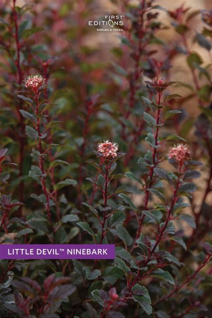 Is Little Devil ninebark Evergreen