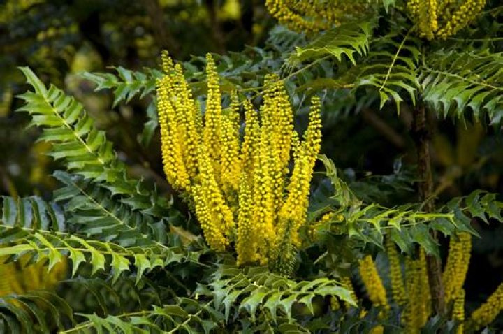 Is Mahonia an invasive plant