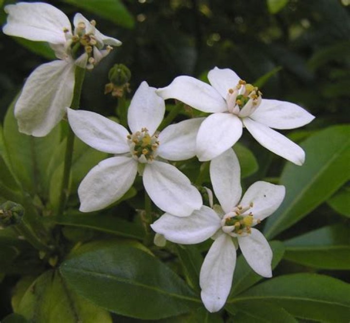 Is Mexican orange blossom evergreen