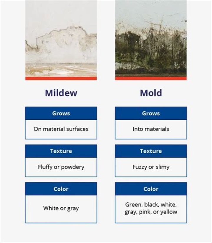 Is mold or mildew green
