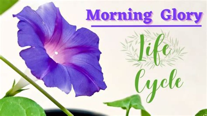 Is Morning Glory a wildflower