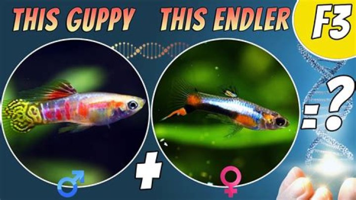 Is mosquito fish a guppy?
